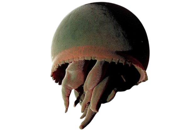 Tiburonia granrojo