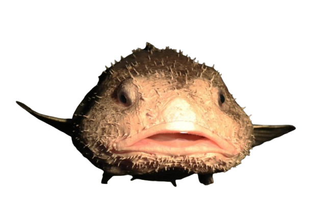 Tlustohlavec tasmánský