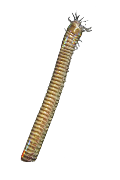 Eunice aphroditois