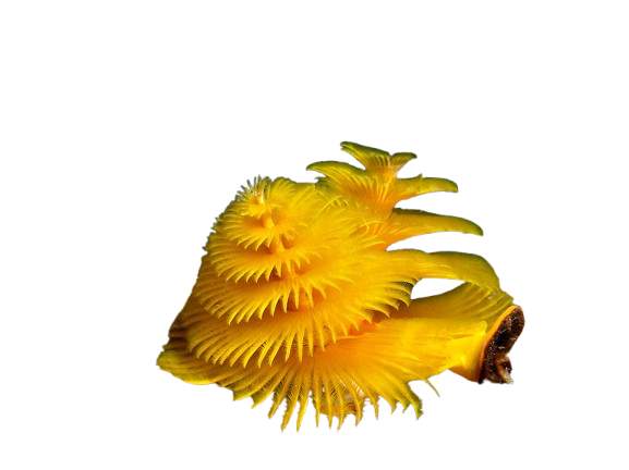 Rournatec ozdobný