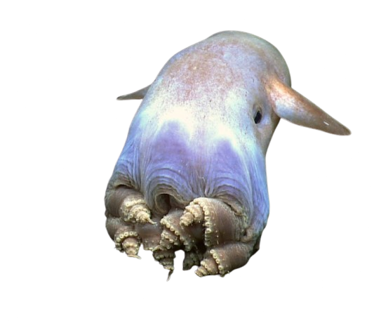 Chobotnice Dumbo