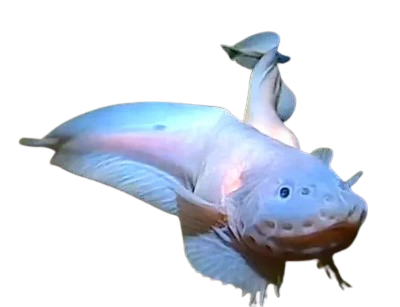 Pseudoliparis amblystomopsis
