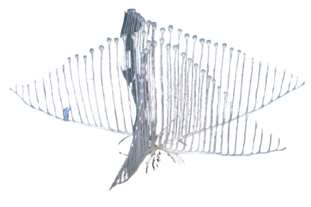 Chondrocladia lyra