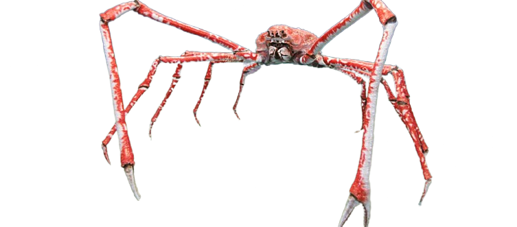 Krab pavouk japonský