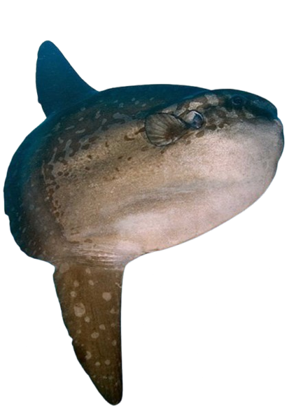 Měsíčník svítivý