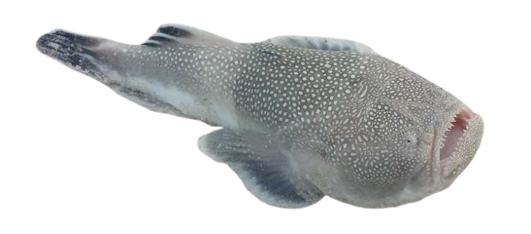 Nebehledovití