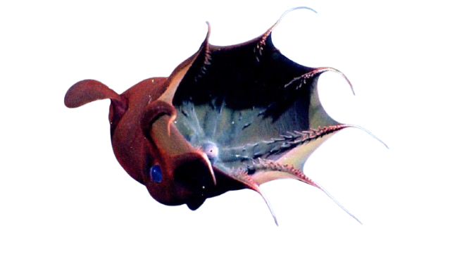 Vampýrovka hlubinná