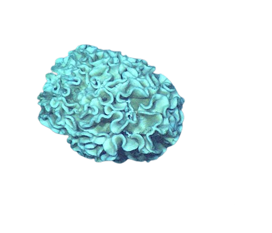 Xenophyophorea